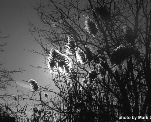 JekyllHyde_Dalzell_1_