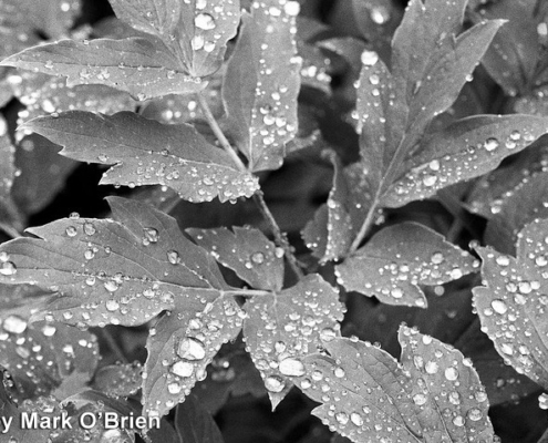 JekyllHyde_Obrien_1_