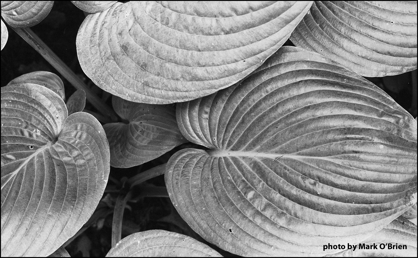 FPP B&W X-Ray Film - Image 4