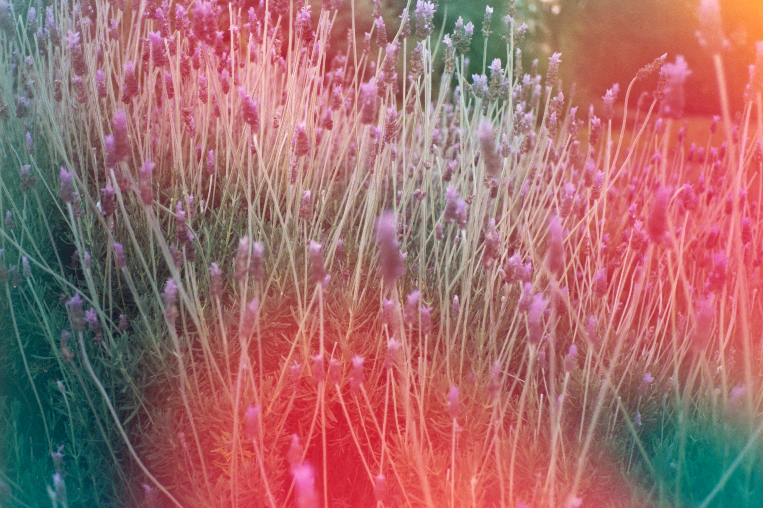 dubblefilm - Jelly 400 - Image 3